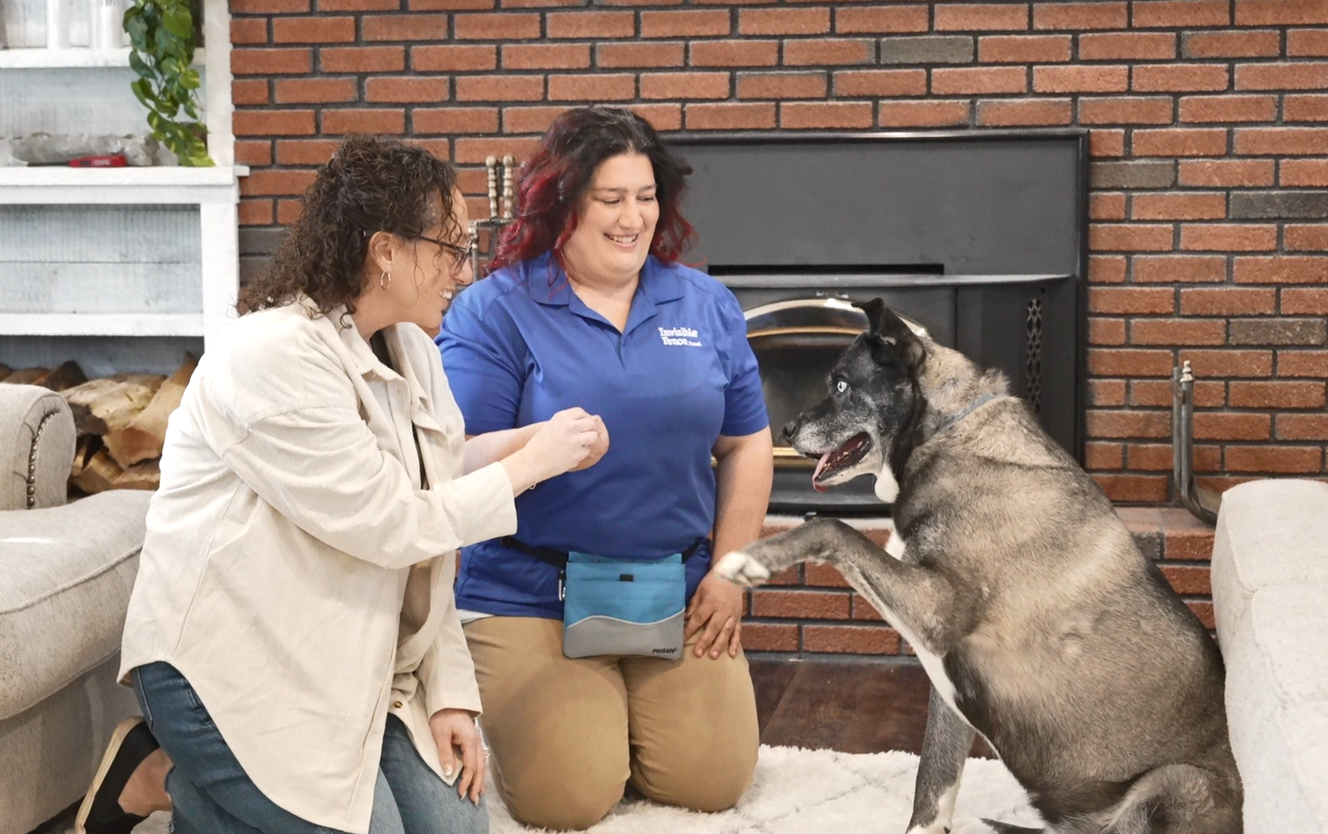 Invisible Fence Manners trainer guiding the pet parent through teaching their husky-mix dog how to sit.