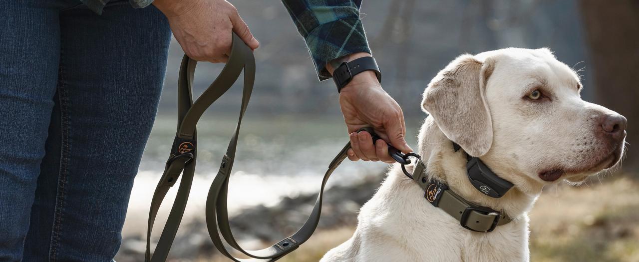 yellow lab wearing e-collar and flat collar. Owner is unclipping lead from flat collar. 