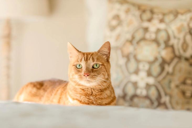 cat looking out window