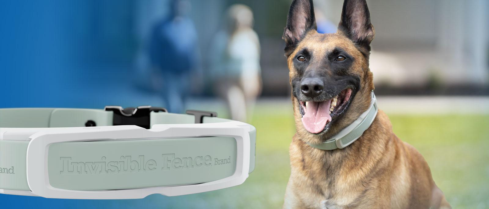 Introducing Our New GPS Collar