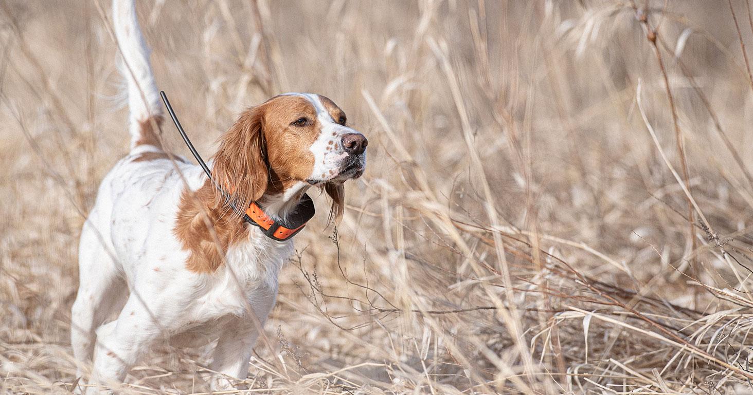 Dog in field wearing SportDOG training collar