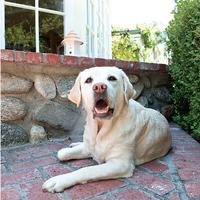 dog lying down