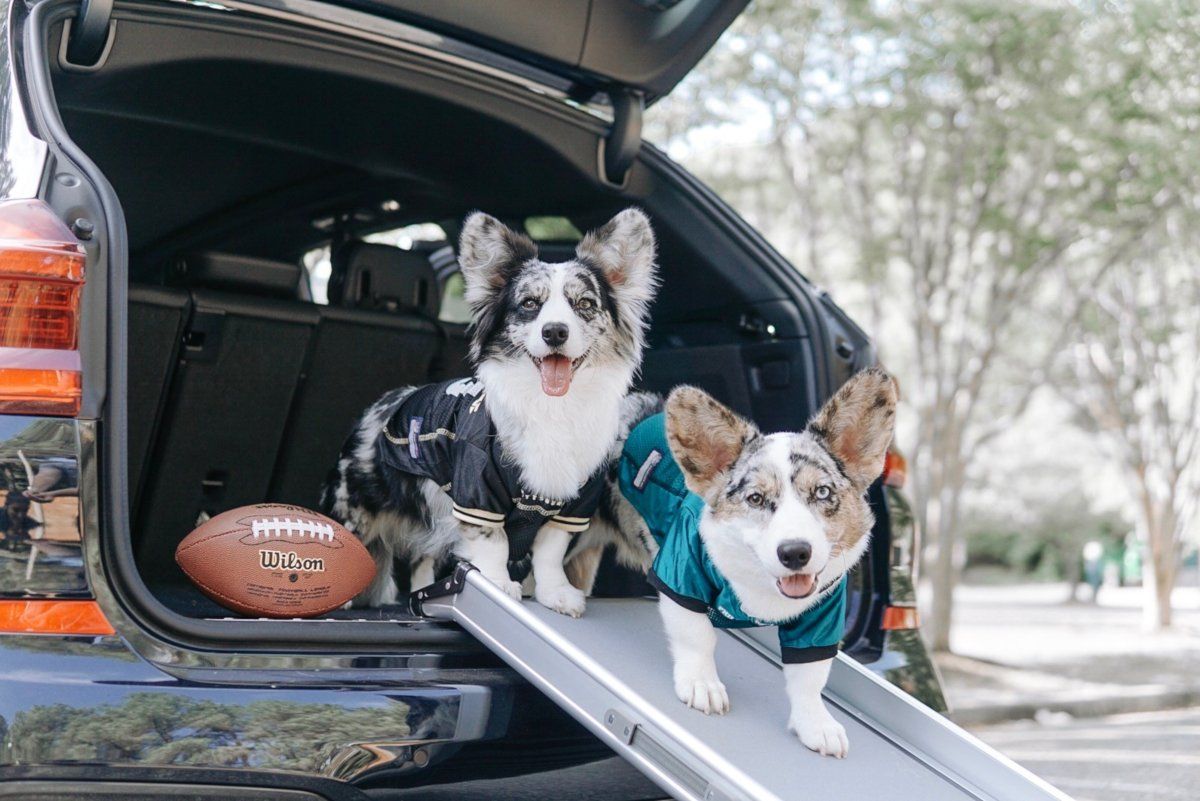 Dog Football! Which Breeds Are Best Suited For The Gridiron