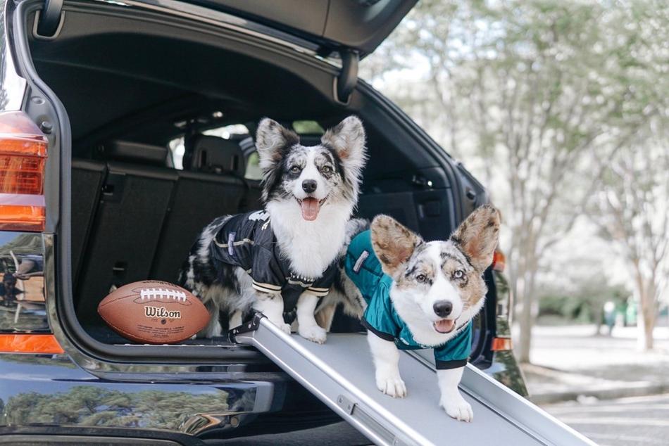 5 tips to put the tail in tailgate to make your dog a winner on game day and all season
