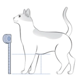 Measure Cats Belly To Ground