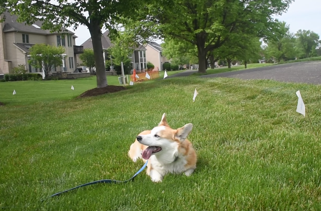 corgi wearing invisible fence collar laying in the yard 