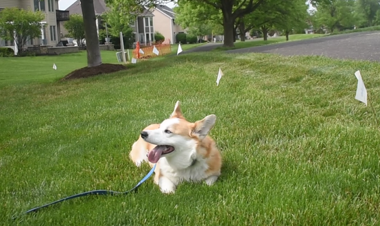 corgi wearing invisible fence collar laying in the yard
