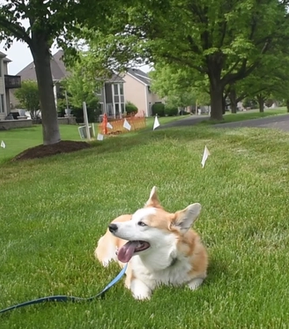 corgi wearing invisible fence collar laying in the yard