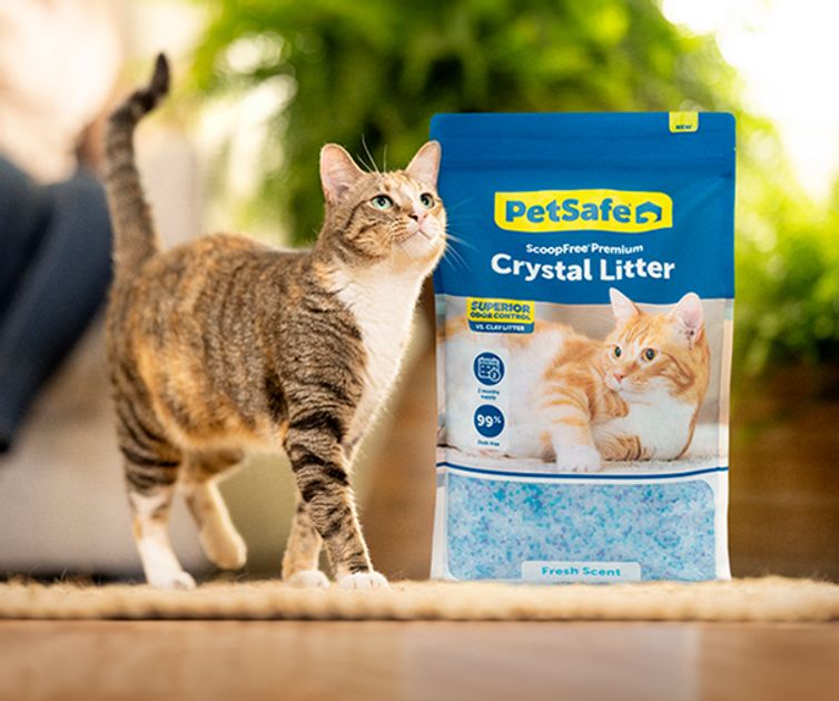 How To Dispose of Cat Litter EcoFriendly Tips PetSafe®