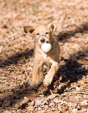 Dog with ball