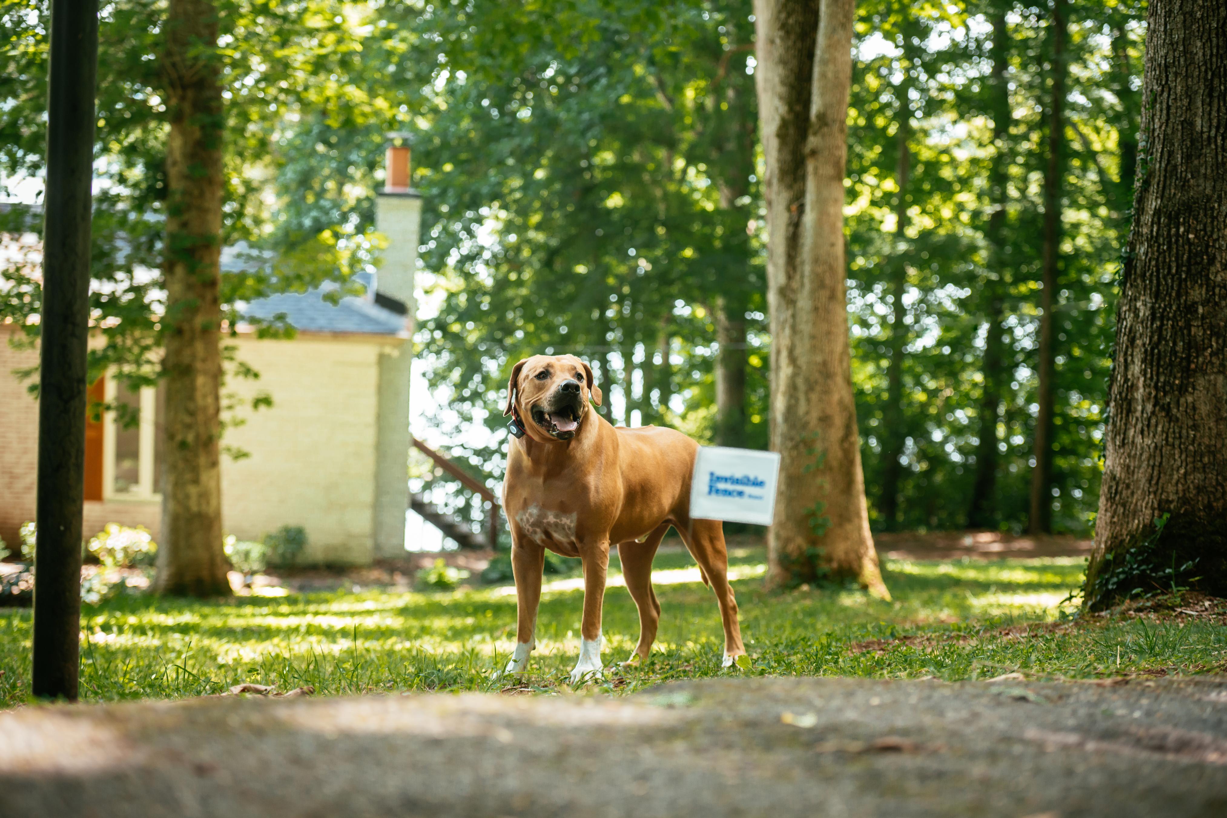 Rhodesian ridgeback standing in front yard of a wooded property wearing an Invisible Fence brand collar.
