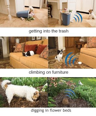 pet proofing options