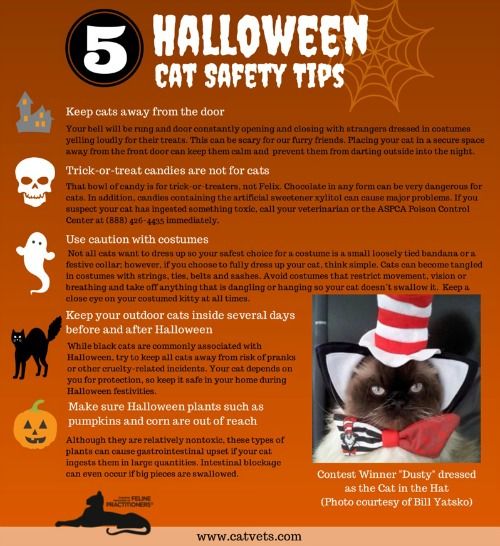 AAFP Halloween Cat Safetysdafg Tips Infographic FINAL