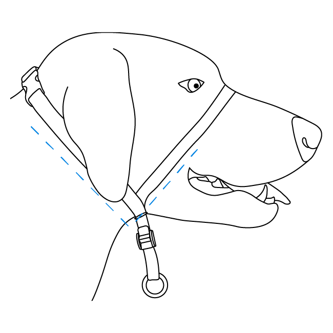 fit-nose-loop-gentle-leader-headcollar-illustration5