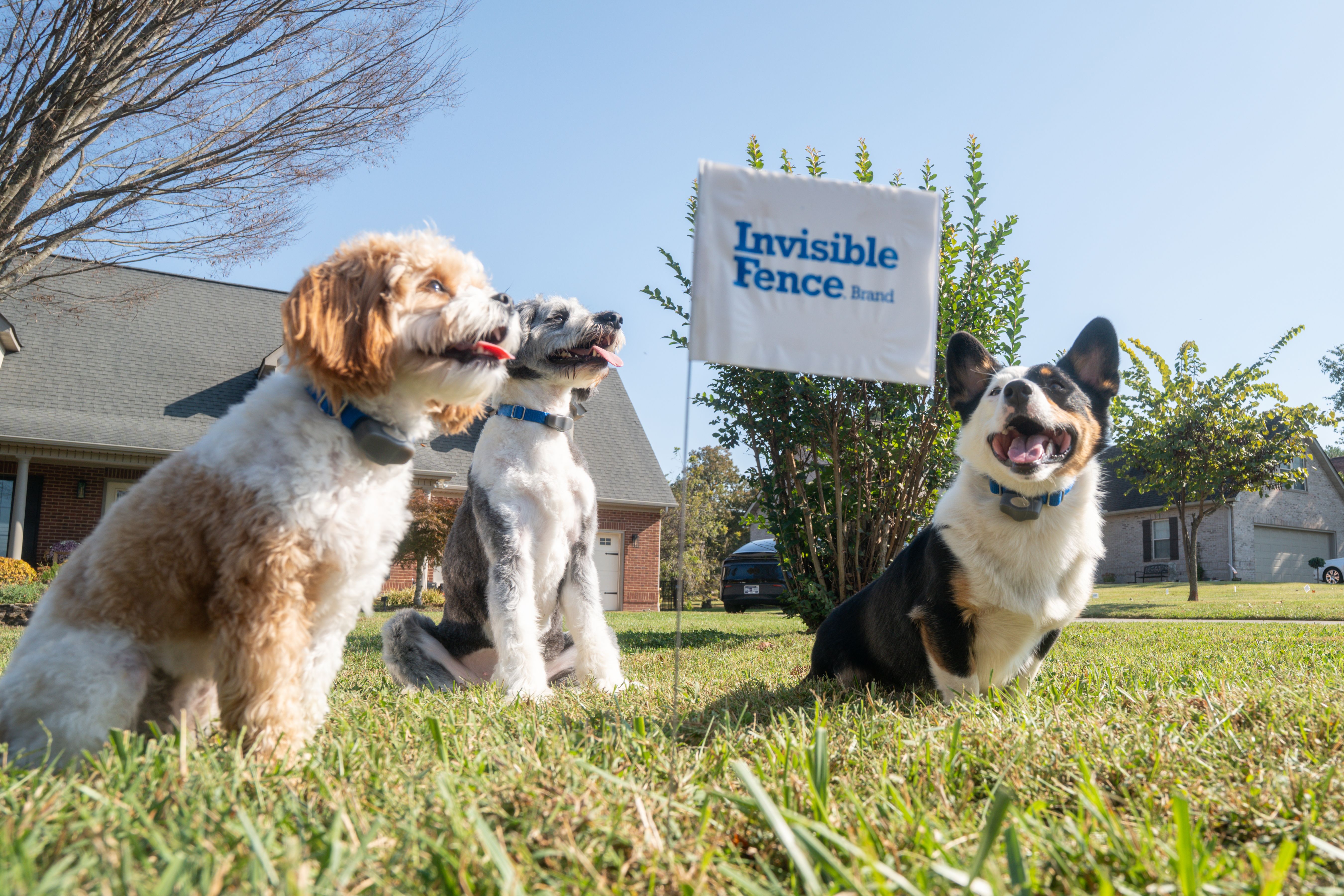 dog wears his invisible fence collar in the yard with flags in the foreground