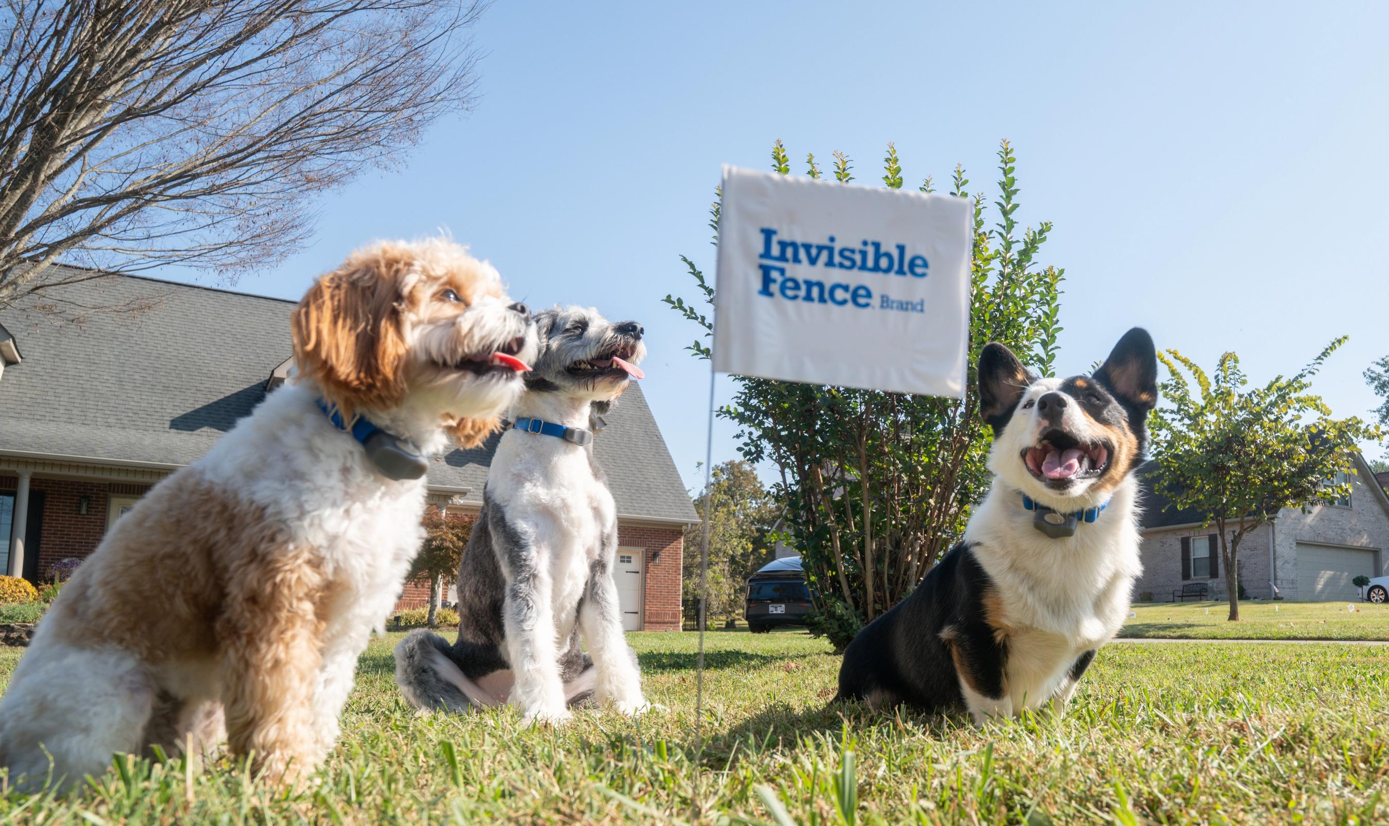 dog wears his invisible fence collar in the yard with flags in the foreground