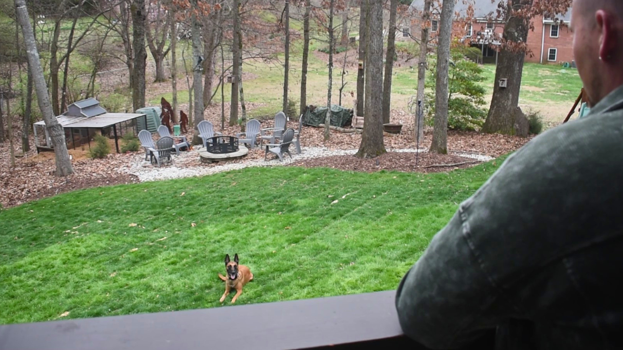 A Belgian Malinois off-leash laying down in the yard with Invisible Fence flags in the background and their pet parent observing them from high vantage point on a deck a moderate distance away.