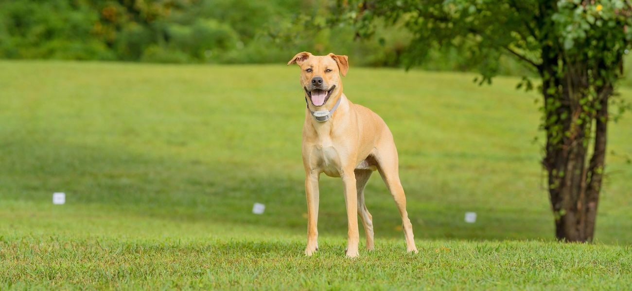Tan dog wearing in-ground fence collar with yard and yard flags in the background