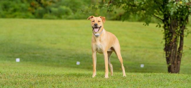 Tan dog wearing in-ground fence collar with yard and yard flags in the background
