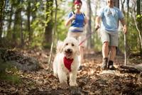 How To Make The Most Of Your Daily Dog Walks