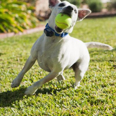 dog playing