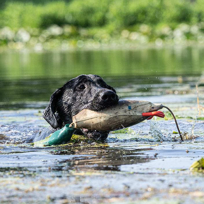 Making Sure Your Dog is Ready for Season