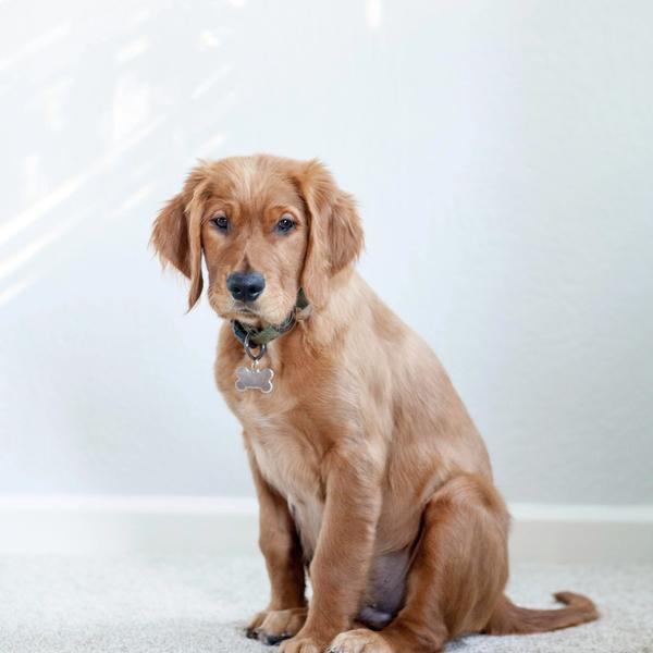 Dog sitting on the floor