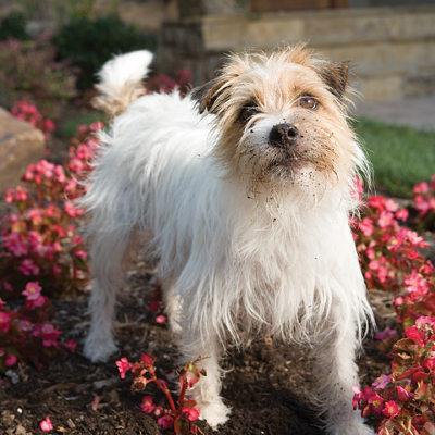 dog in flower bed