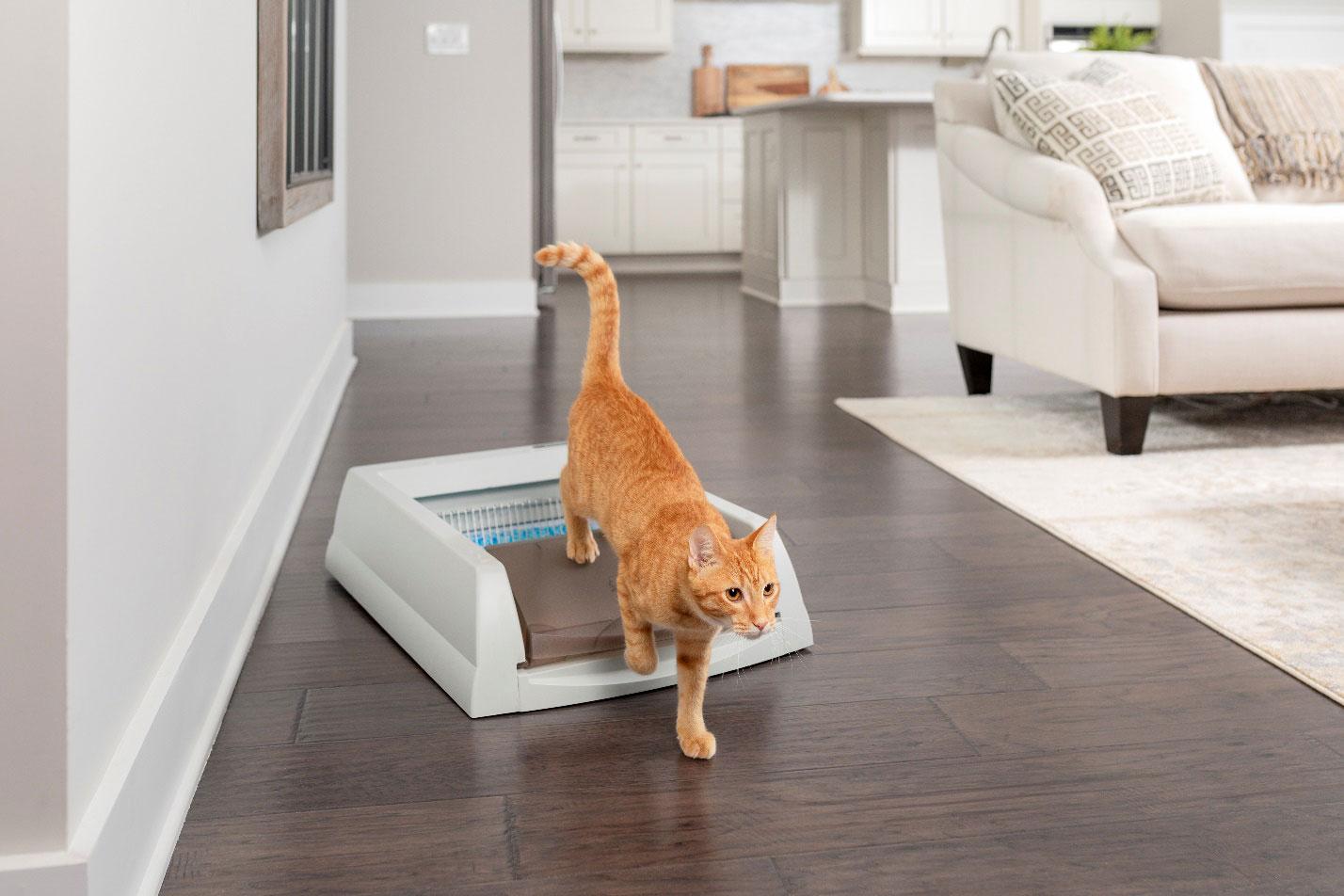Cat in litter box