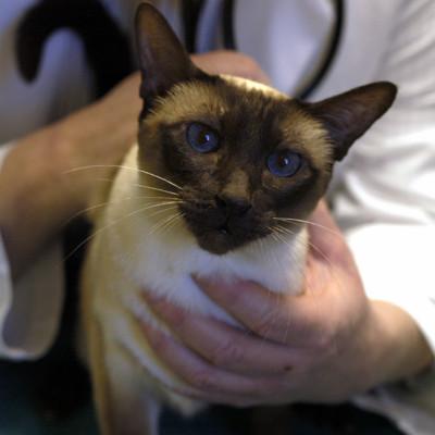 cat at vet