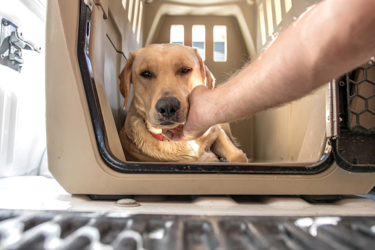 Yellow lab laying down being petted while in crate