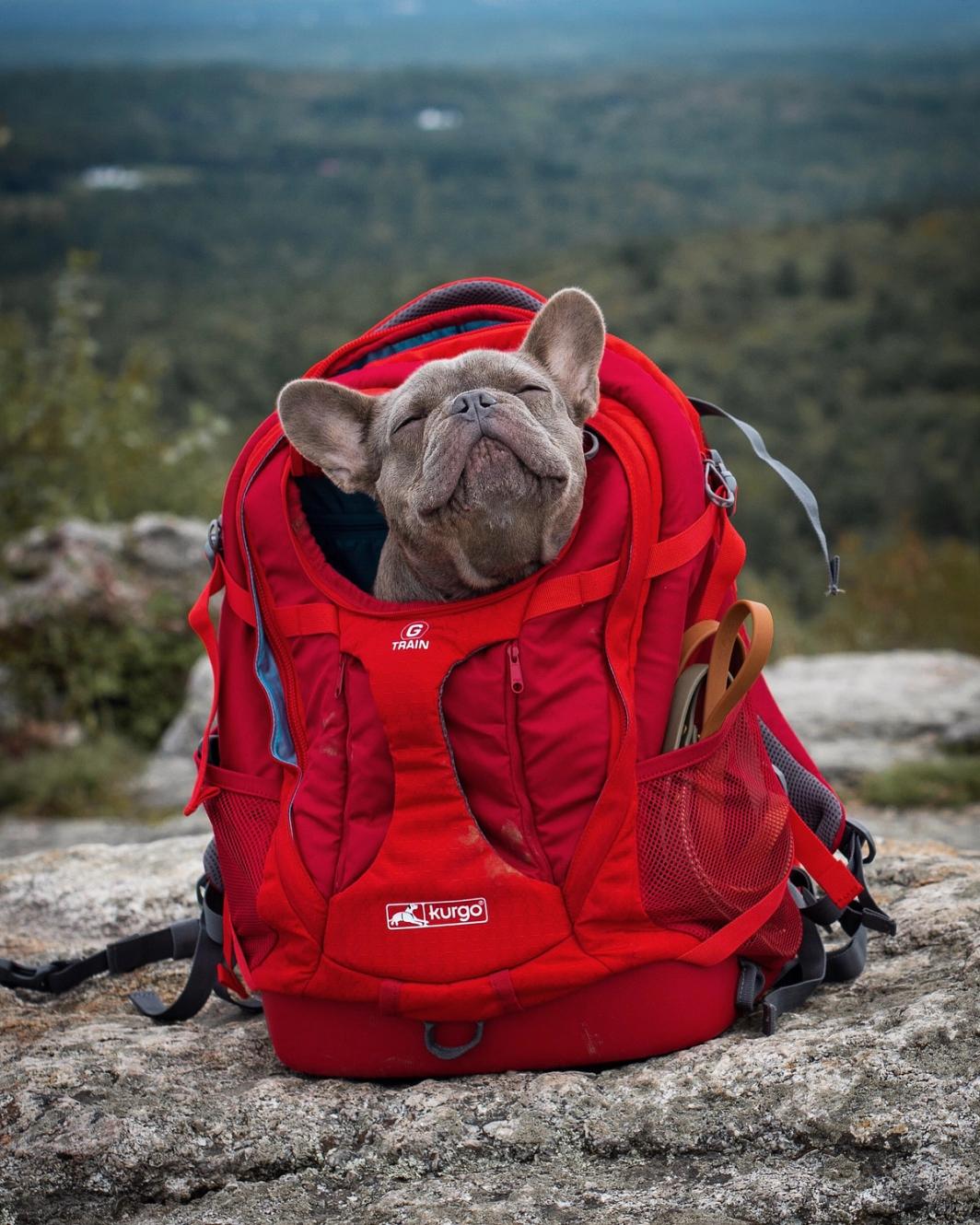 Trail Tested: Kurgo G-Train Backpack