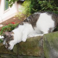 cat on garden wall