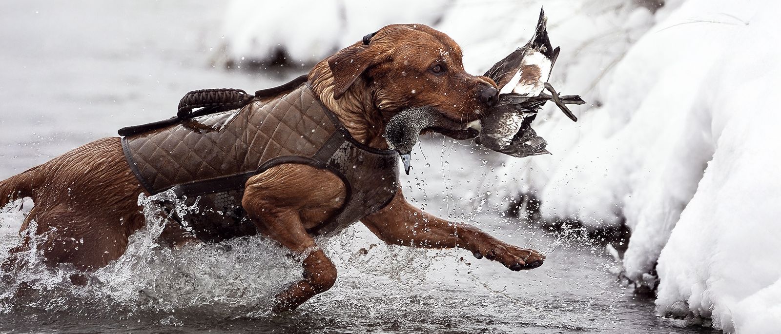 Dog being trained with SportDOG tools