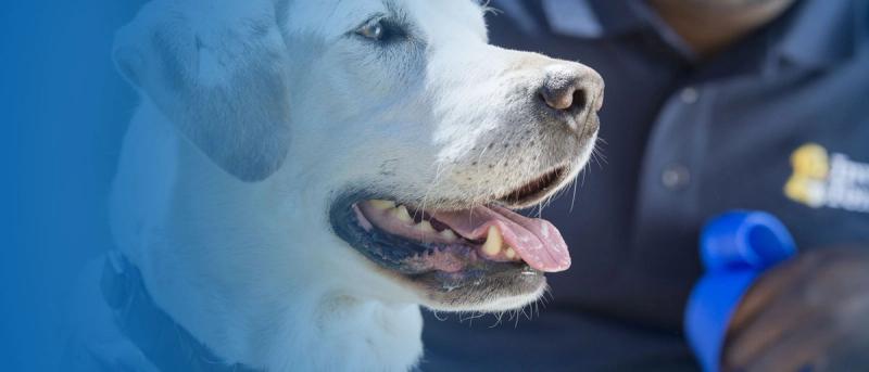 Closeup of cream golden retriever with Invisible Fence trainer in the background