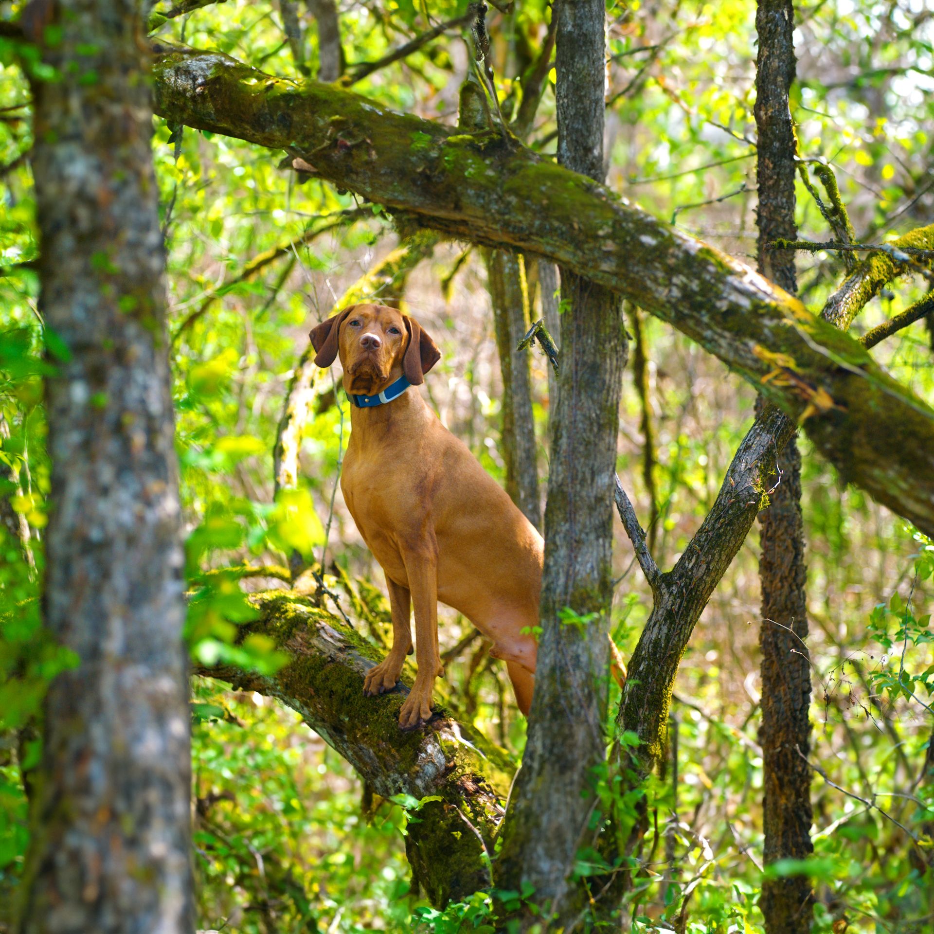 dog in woods