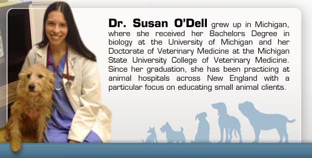 What To Do If Your Dog Is Obese