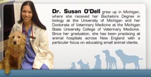 What To Do If Your Dog Is Obese