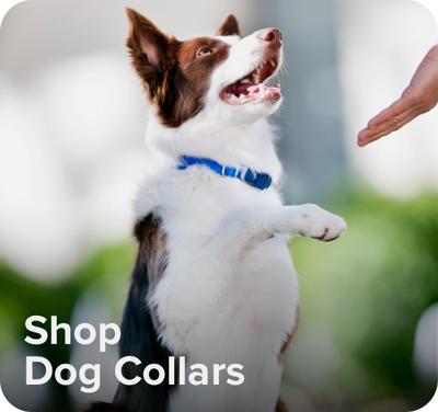 Text on screen "Shop Dog Collars" with image of a dog wearing a clean, new looking dog collar.