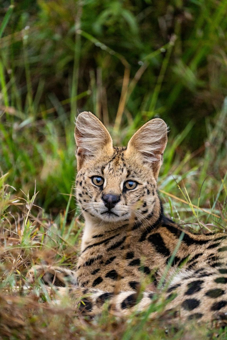 Serval Cat