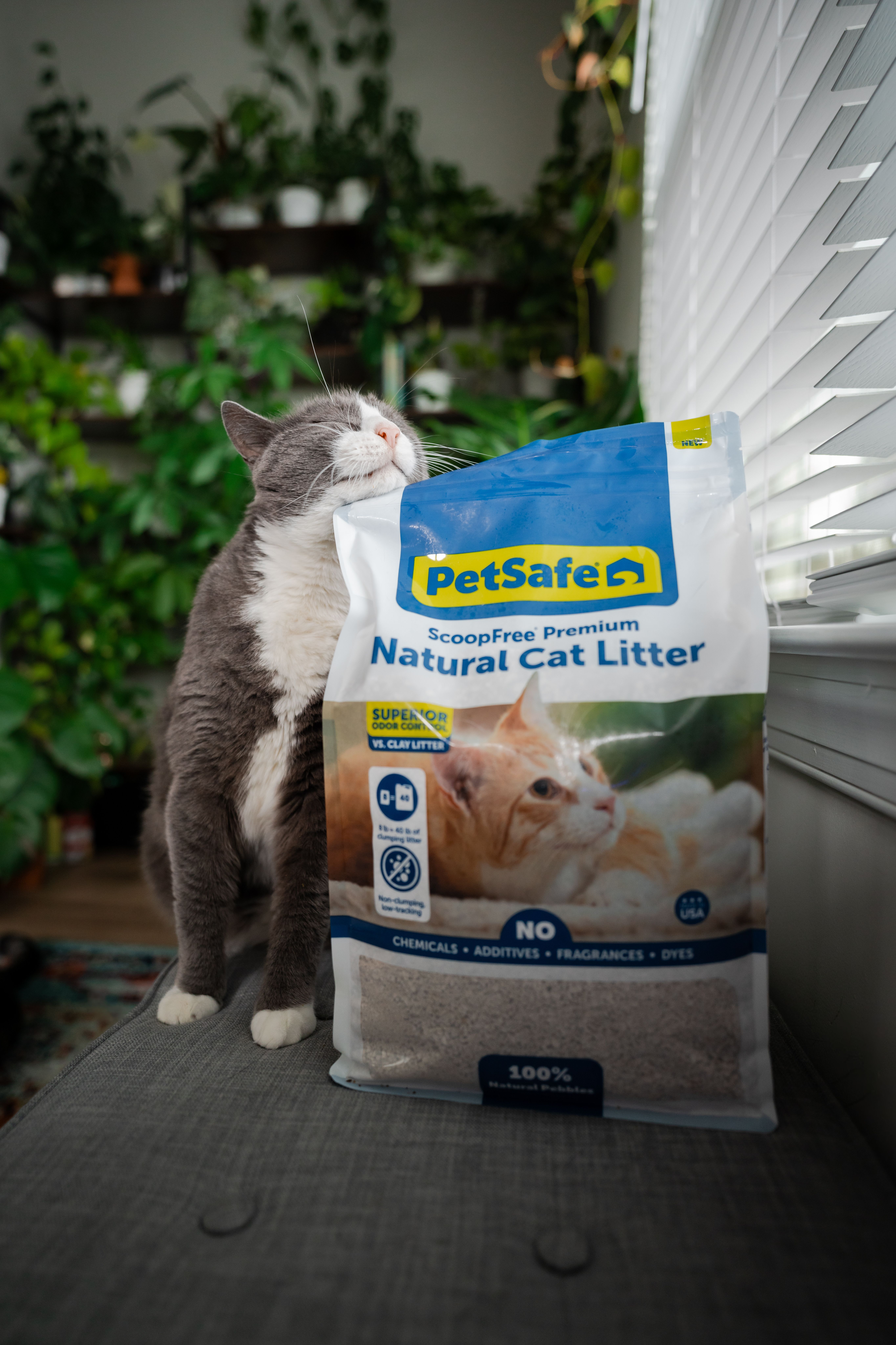cat and petsafe litter