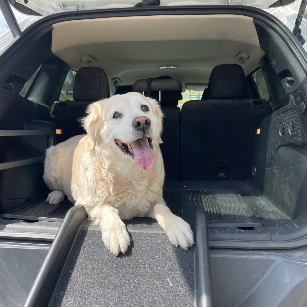 Senior golden retriever sitting in cargo area of an SUV with his paws on the PetSafe Folding Ramp attached to the back of the car.
