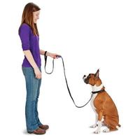 dog on leash