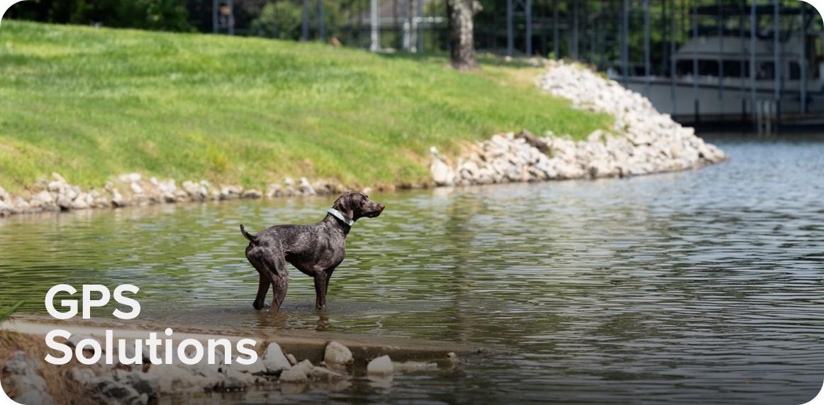 A dog stands on a dock by water, with the text "GPS Solutions" displayed above it.