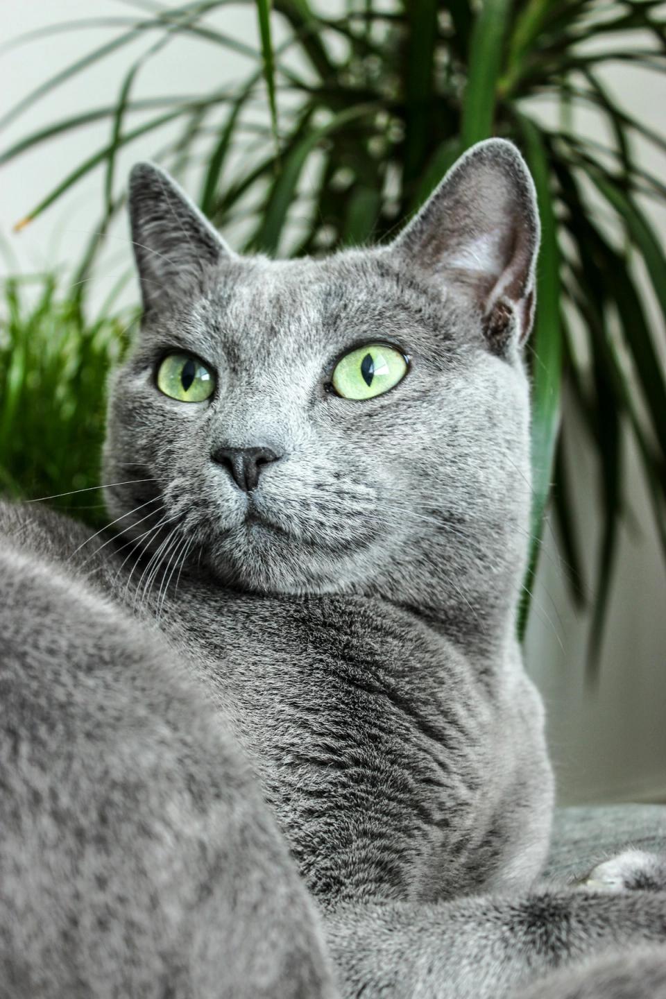 Russian Blue Cat