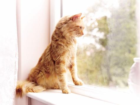 ginger cat on window sill