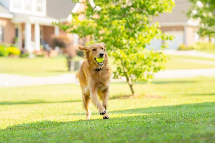 dog playing fence