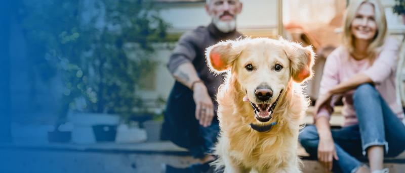 Dog running safely in yard with an invisible fence collar with man and woman in background.