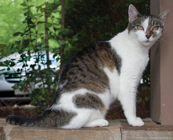 cat outdoors