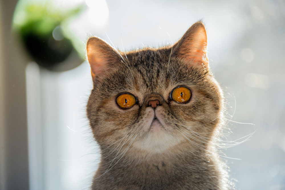 Exotic Shorthair Cat